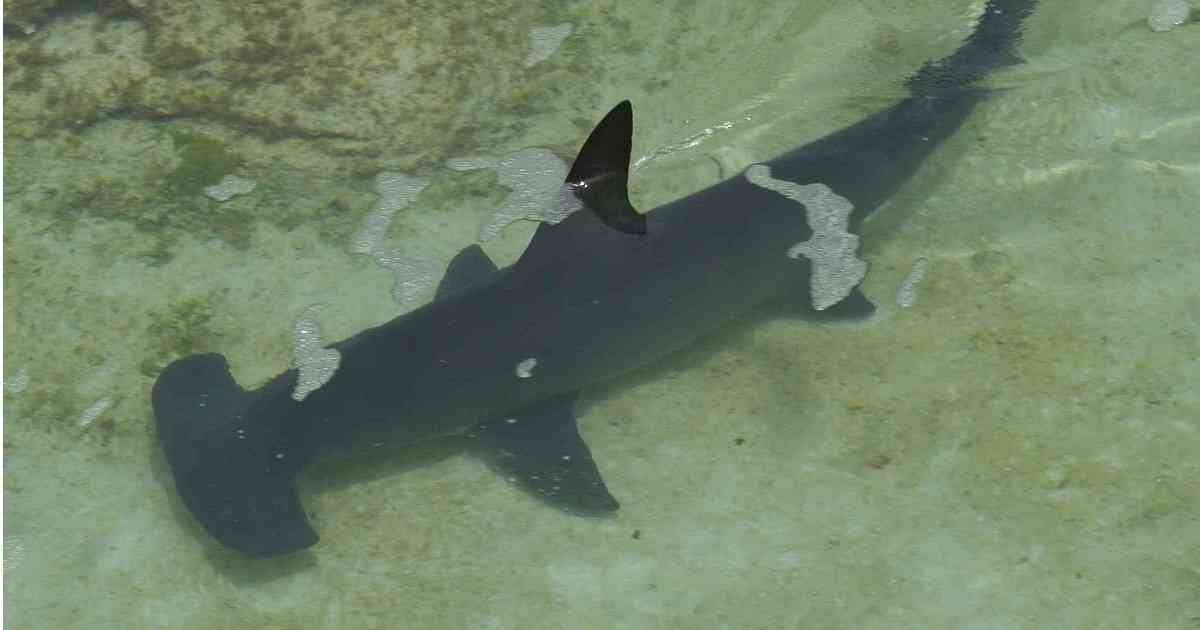 Un tiburón martillo puede vivir entre 20 y 30 años en su hábitat natural. Foto: Pixabay
