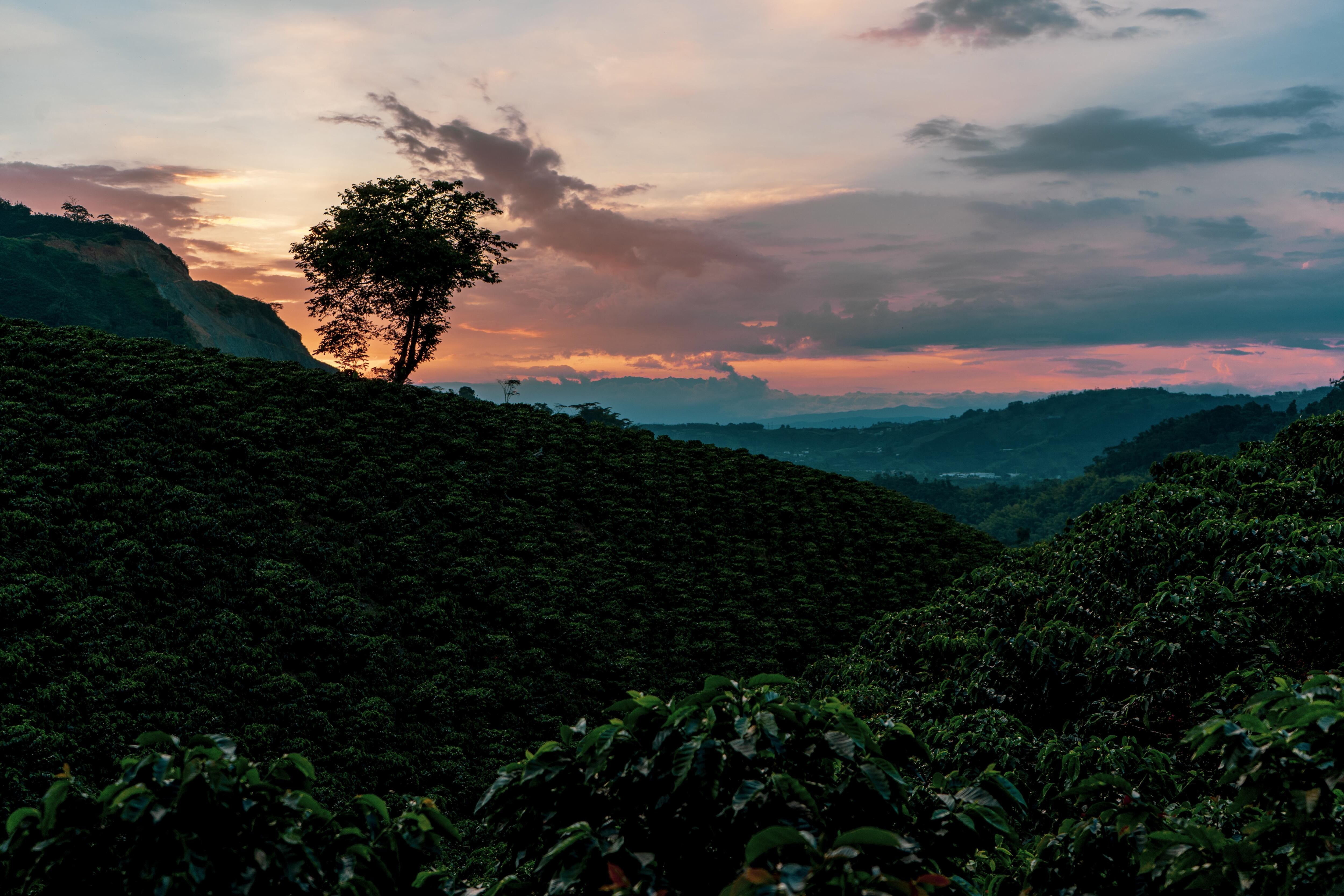 Cifras de producción y exportación del café van a la baja.