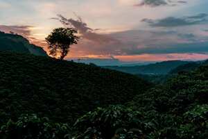 En Chinchiná (Caldas), se hallan los cultivos de La Meseta, la mayor productora de café de Colombia. En sus más de 800 hectáreas crecen unos 4 millones de árboles de café.
