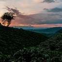 En Chinchiná (Caldas), se hallan los cultivos de La Meseta, la mayor productora de café de Colombia. En sus más de 800 hectáreas crecen unos 4 millones de árboles de café.