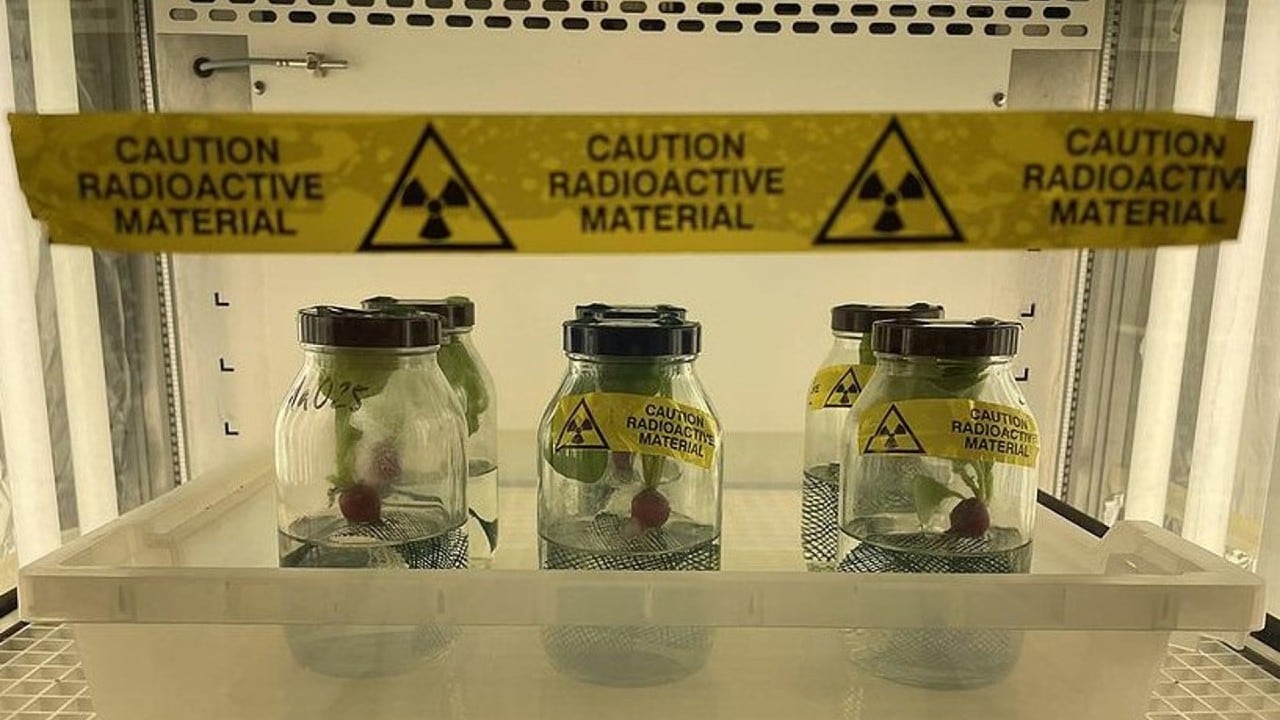 El plástico puede acumularse en las partes comestibles de los vegetales