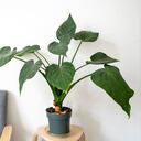 Propiedades del filodendro.