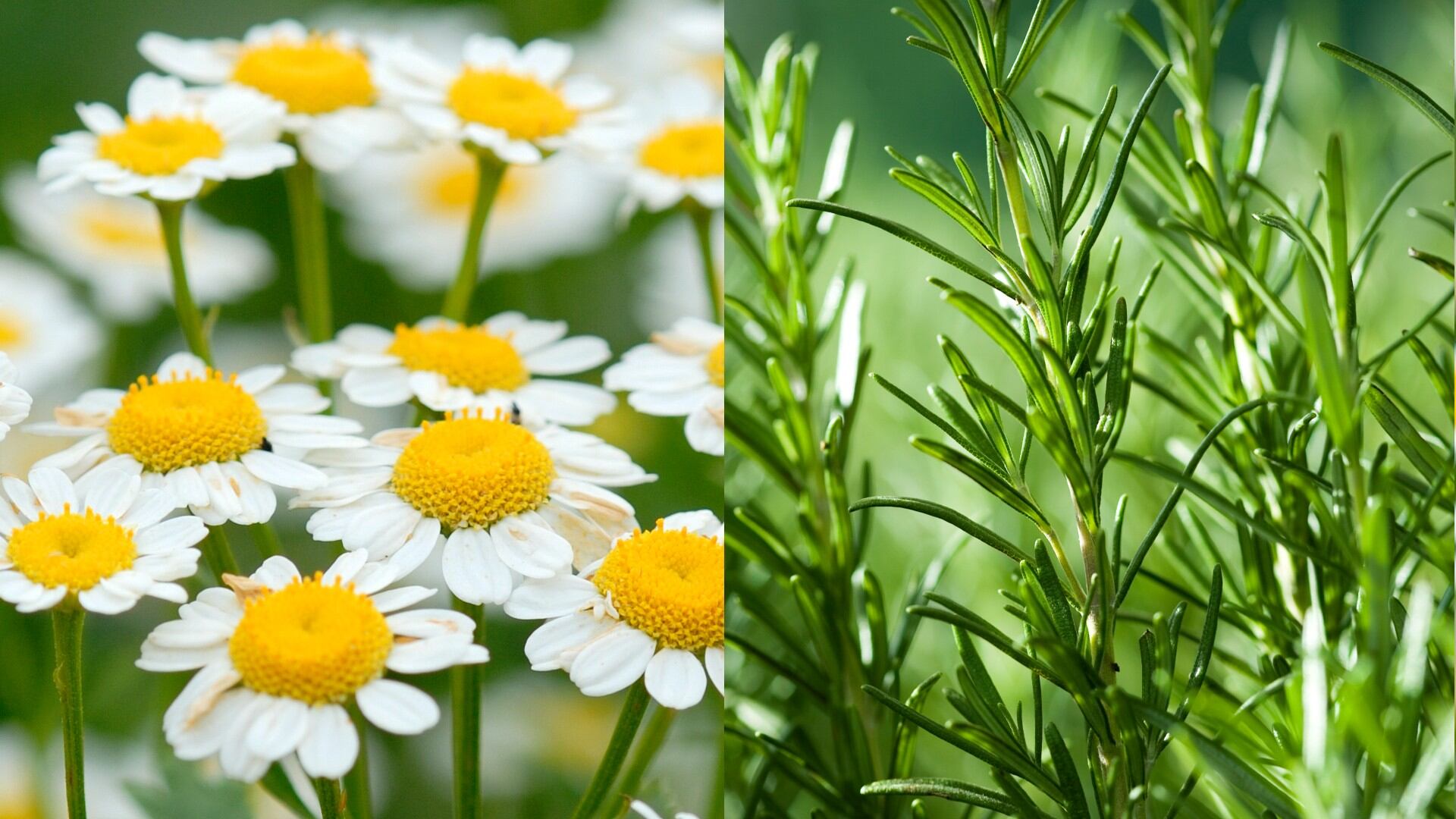 Los beneficios de consumir té de manzanilla y romero.