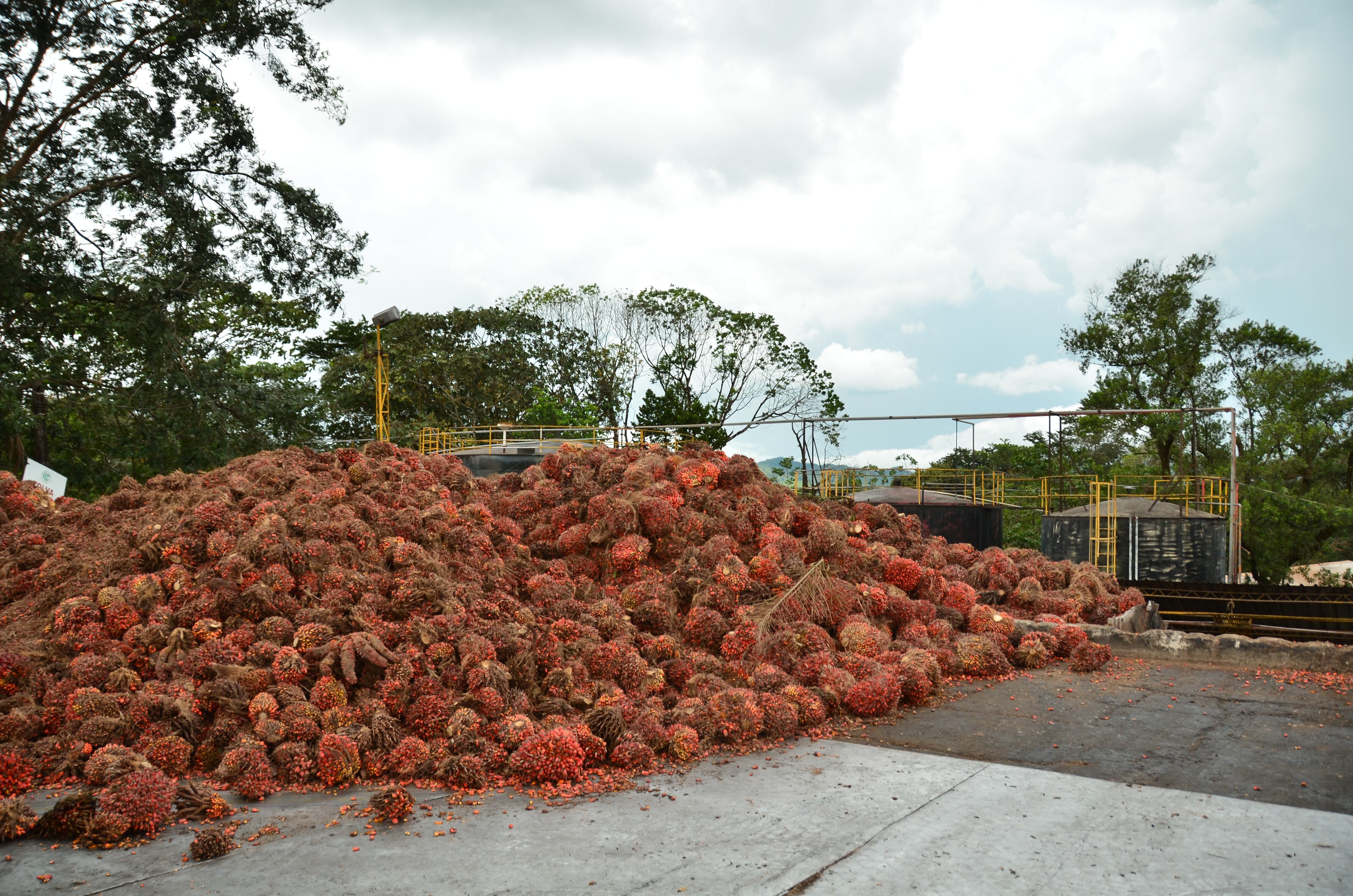 Racimos de palma de aceite listos para procesamiento