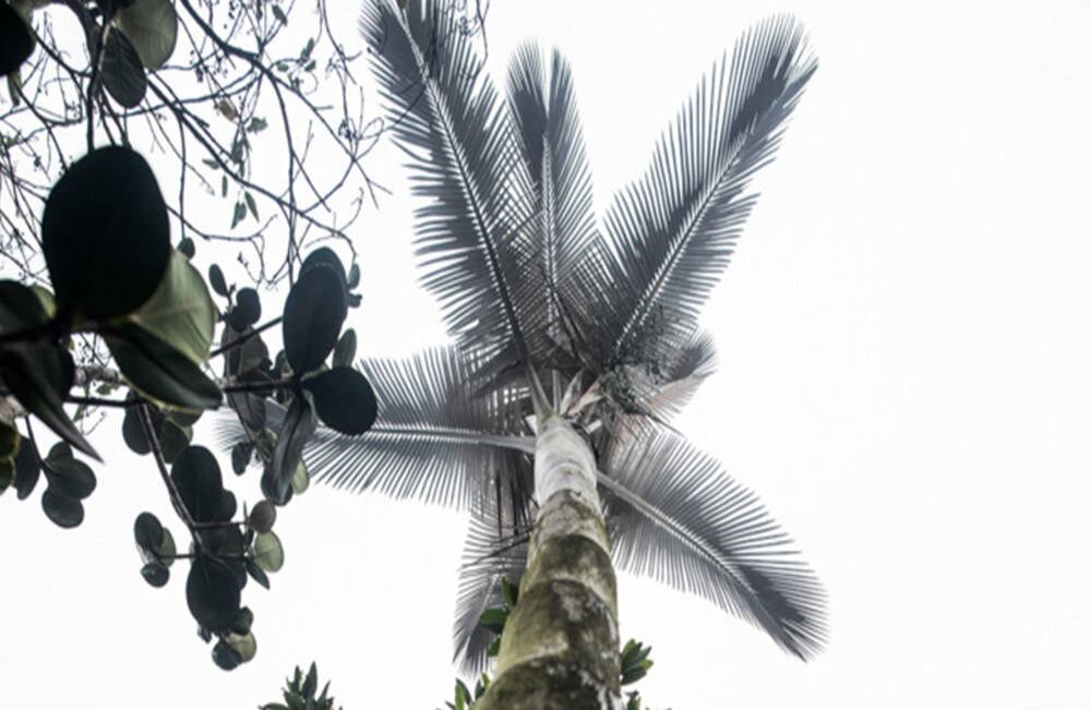 La palma de cera que crece en este lugar es el hogar de aves como la cotinga. Foto: Sebastián Morillo