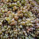 Se ven uvas en el empinado viñedo de Calmond sobre el río Mosel en Bremm. Foto AP / Michael Probst