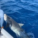 Al tiburón también le instalaron un tags satelital para monitorearlo. Foto: Twitter @coralina_sai.