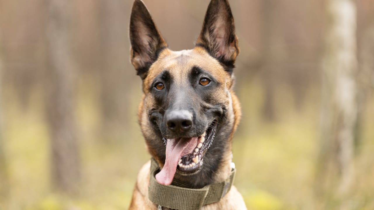 El pastor belga malinois es considerado actualmente el perro más inteligente del mundo.
