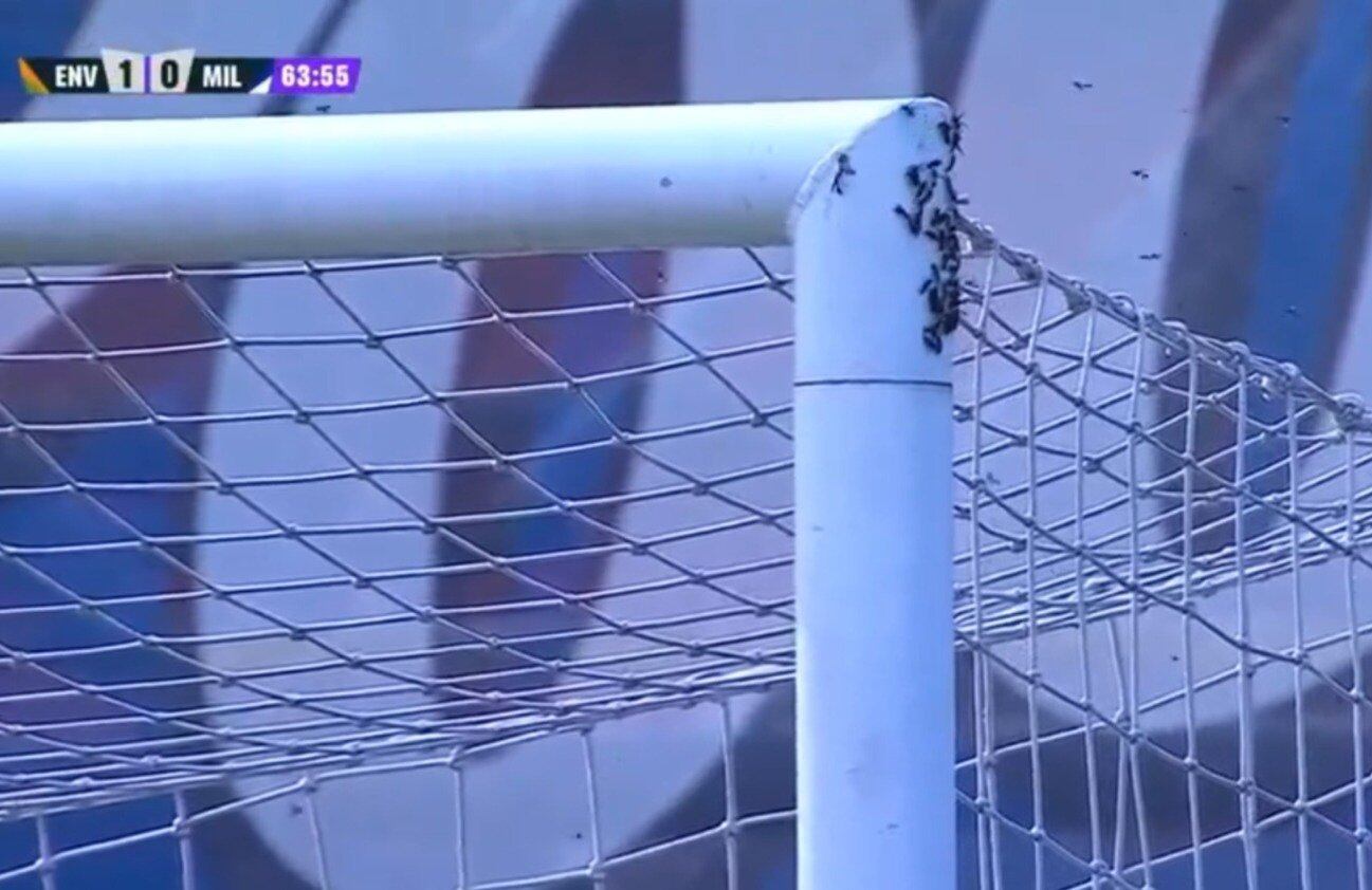 Avispas en el estadio Polideportivo Sur de Envigado para el jugo entre el cuadro naranja y Millonarios.