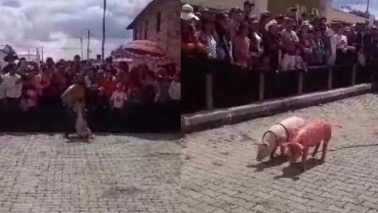 Denuncian maltrato animal en San Miguel de Same.