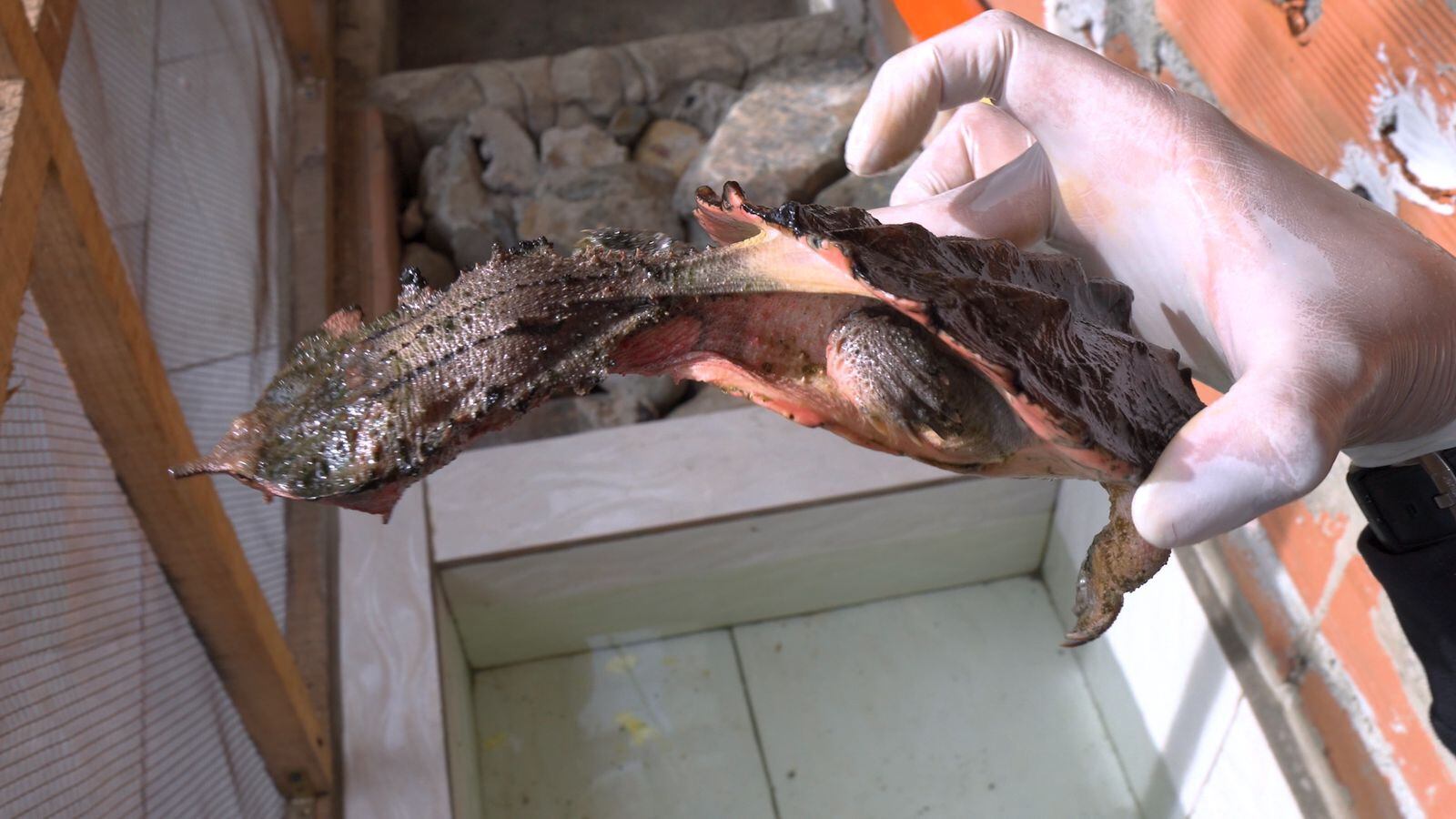 Tortuga matamata rescatada en Medellín.