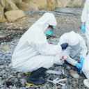 Investigadores y biólogos analizando el cuerpo de uno de los lobos marines fallecidos por la gripe aviar en Perú.