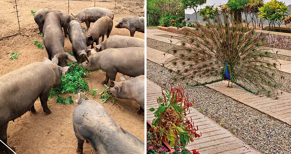 En vida, Piedad Córdoba le compartió a SEMANA algunas fotografías de Ari Ari, una hacienda que promociona en sus redes sociales la Alcaldía de Puerto Lleras. 