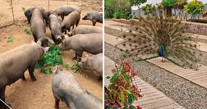 En vida, Piedad Córdoba le compartió a SEMANA algunas fotografías de Ari Ari, una hacienda que promociona en sus redes sociales la Alcaldía de Puerto Lleras.