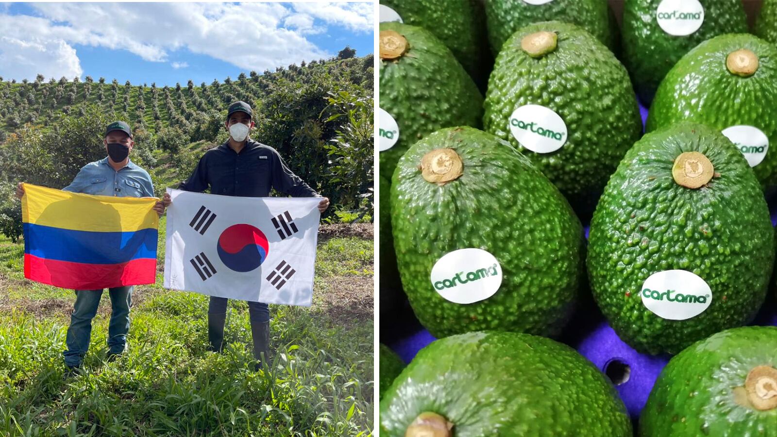 ¿Cómo llegó el aguacate hass colombiano a Corea del Sur?