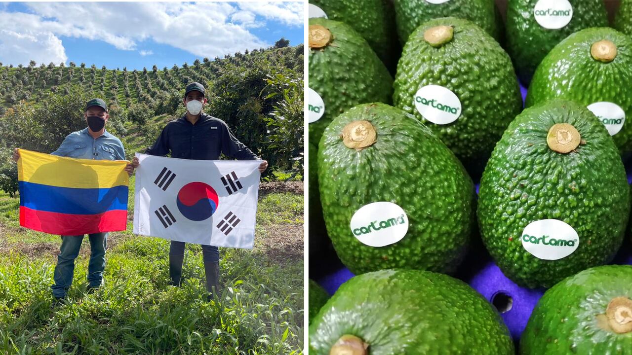 ¿Cómo llegó el aguacate hass colombiano a Corea del Sur?