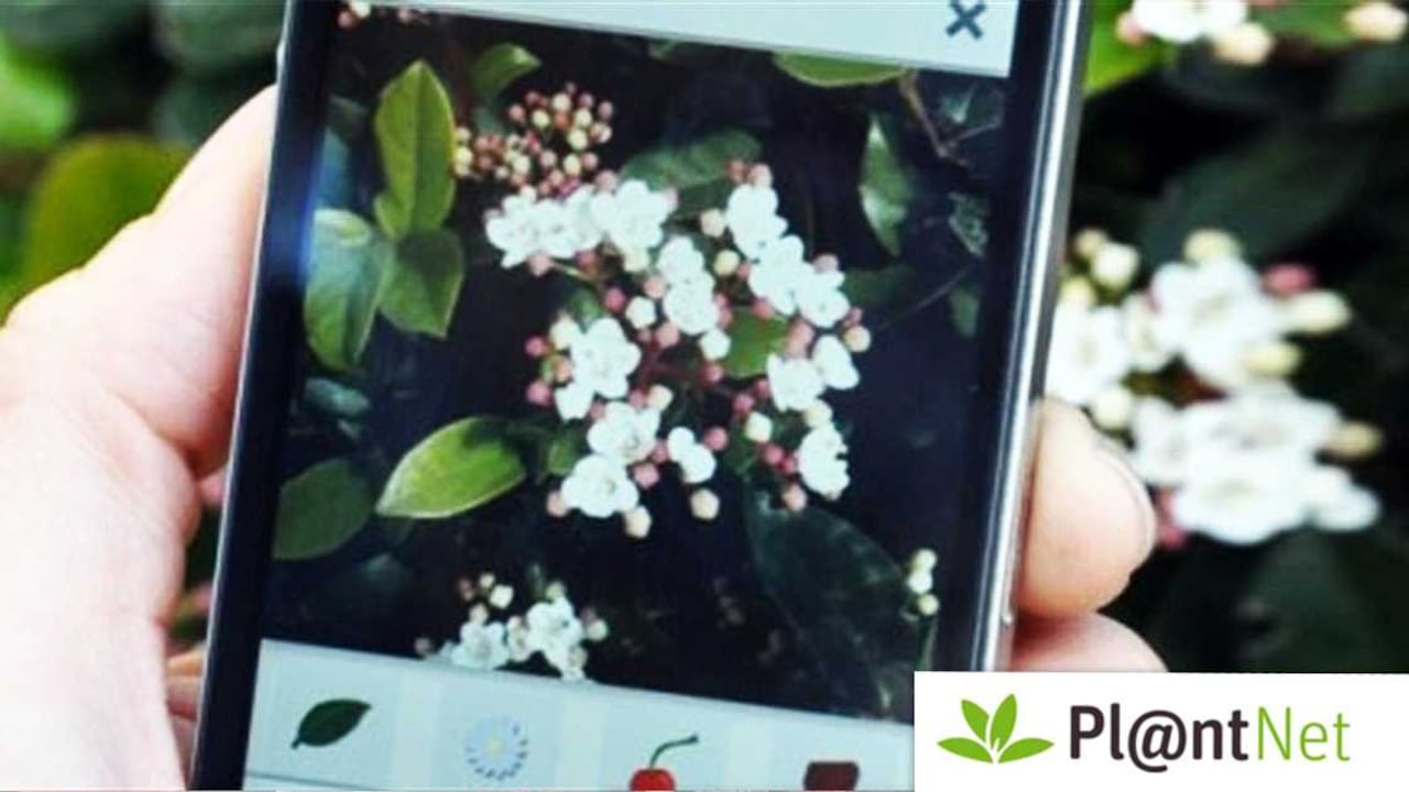 PlantNet