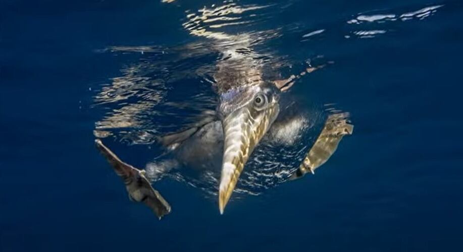 Fundación Malpelo - NO USAR