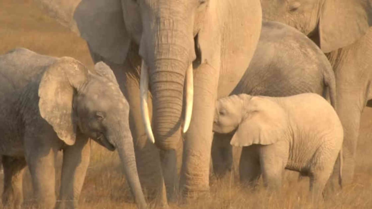Desde 2016, Kenia se propuso proteger esta especie y velar por su preservación. Foto: Reuters