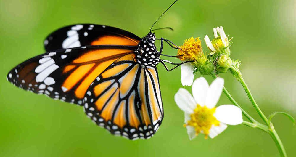 Las mariposas son clave en los diversos ecosistemas en los que habitan.
