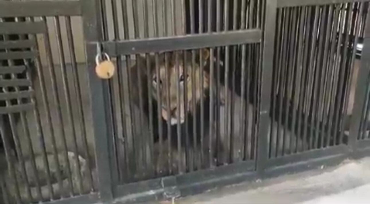 El animal habría mutilado a un hombre tras haber saltado a la sección donde se encontraba para tomarse una foto