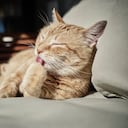 Un gato puede sacar su lengua en señal de enfermedad.