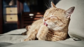 Un gato puede sacar su lengua en señal de enfermedad.