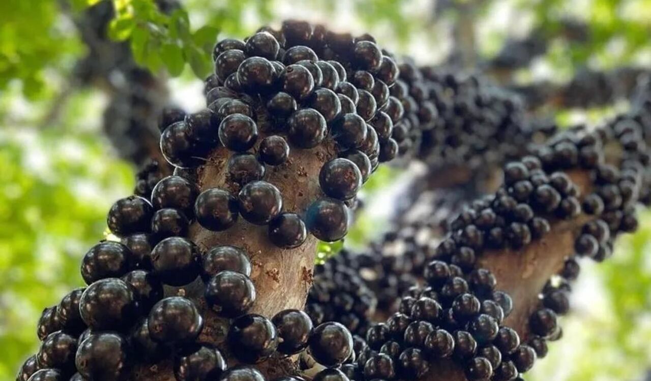 Jabuticaba