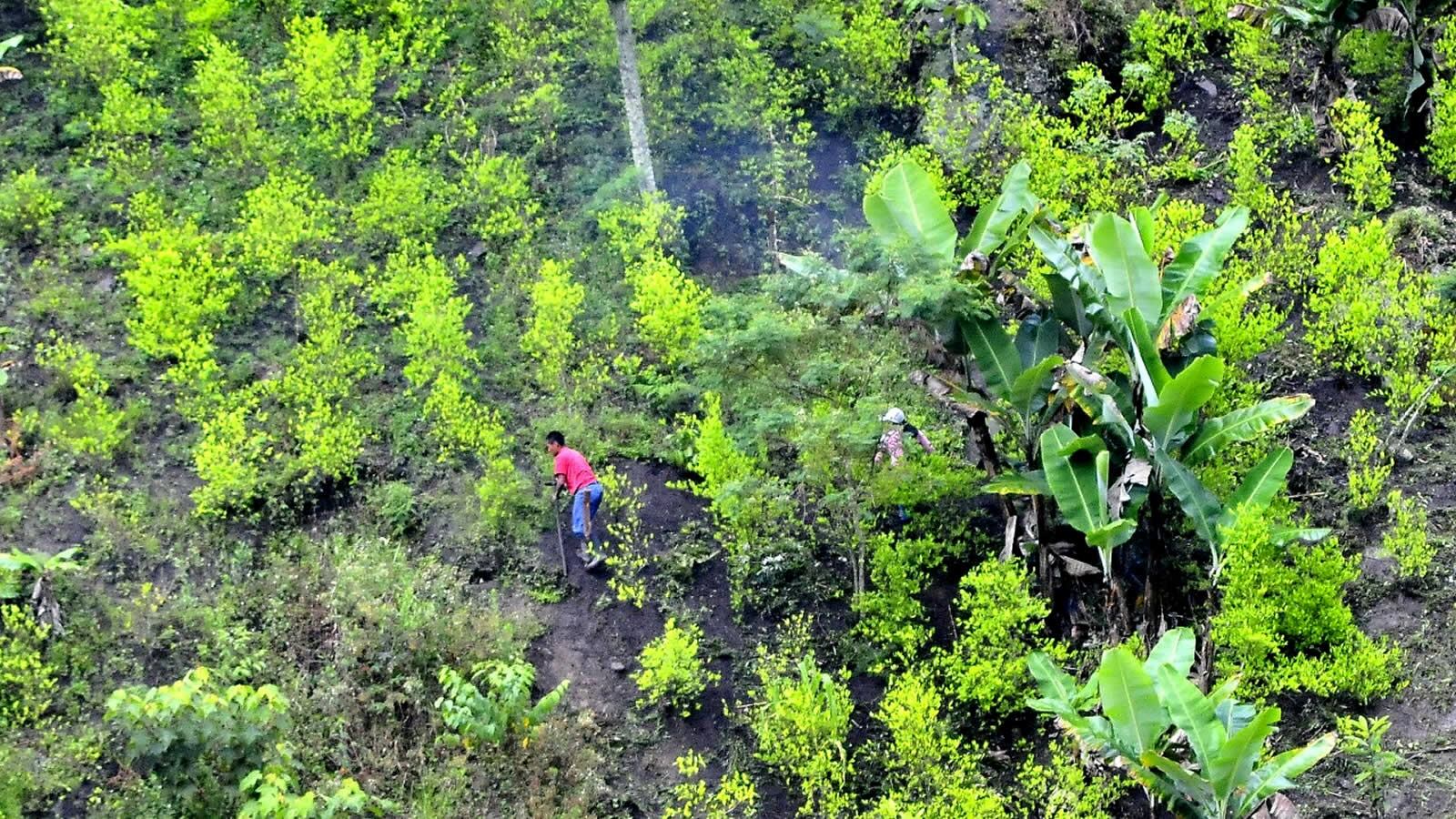 El Cauca tiene miles de hectáreas sembradas con cultivos ilícitos.