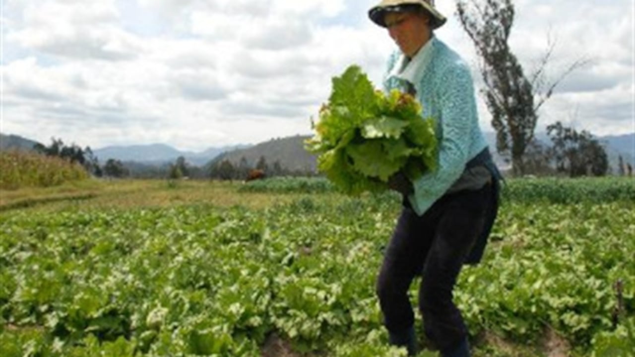 Lechuga para esquivar la crisis
