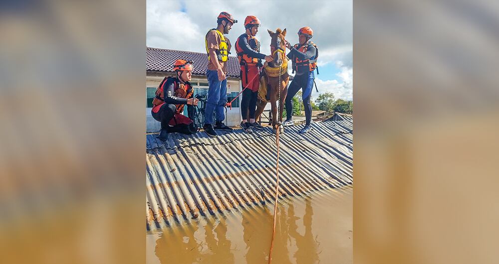 La imagen de un caballo parado sobre un tejado, le dio la vuelta al mundo. 