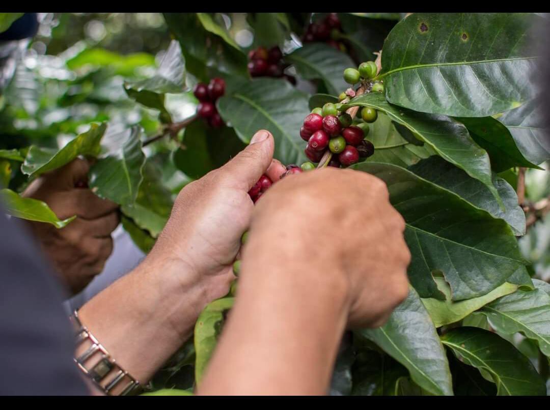 La mujer ha ganado participación en la caficultura.