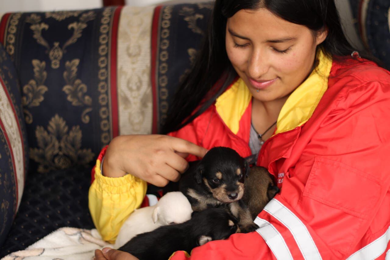 Los cachorros huérfanos solo tienen 15 días de nacidos