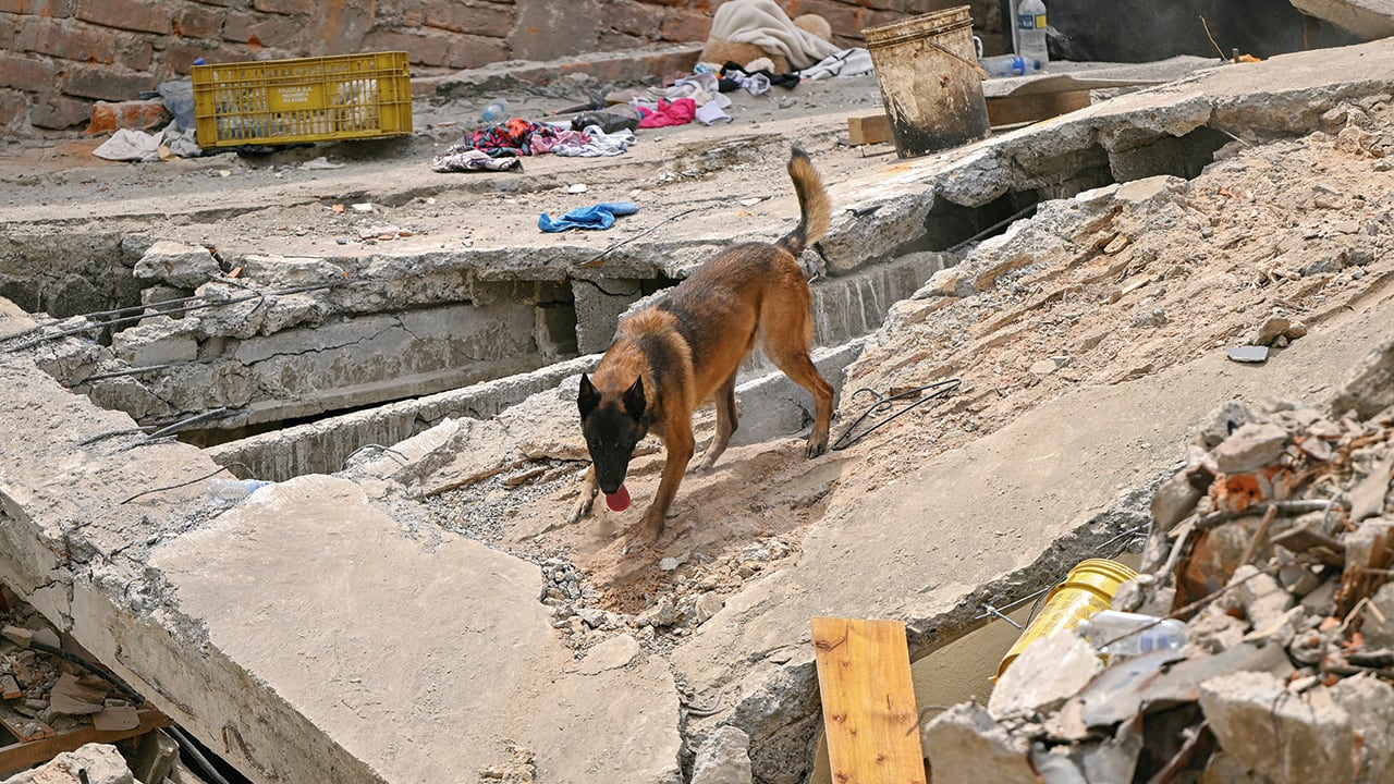 En las zonas afectadas, las labores de búsqueda se extienden a animales de compañía de todo tipo que acabaron bajo estructuras colapsadas.