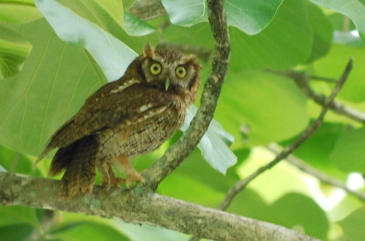 Currucutú liberado en Antioquia