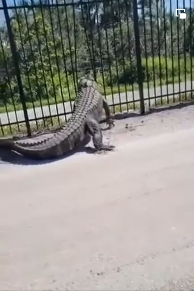 La fuerza de un caimán