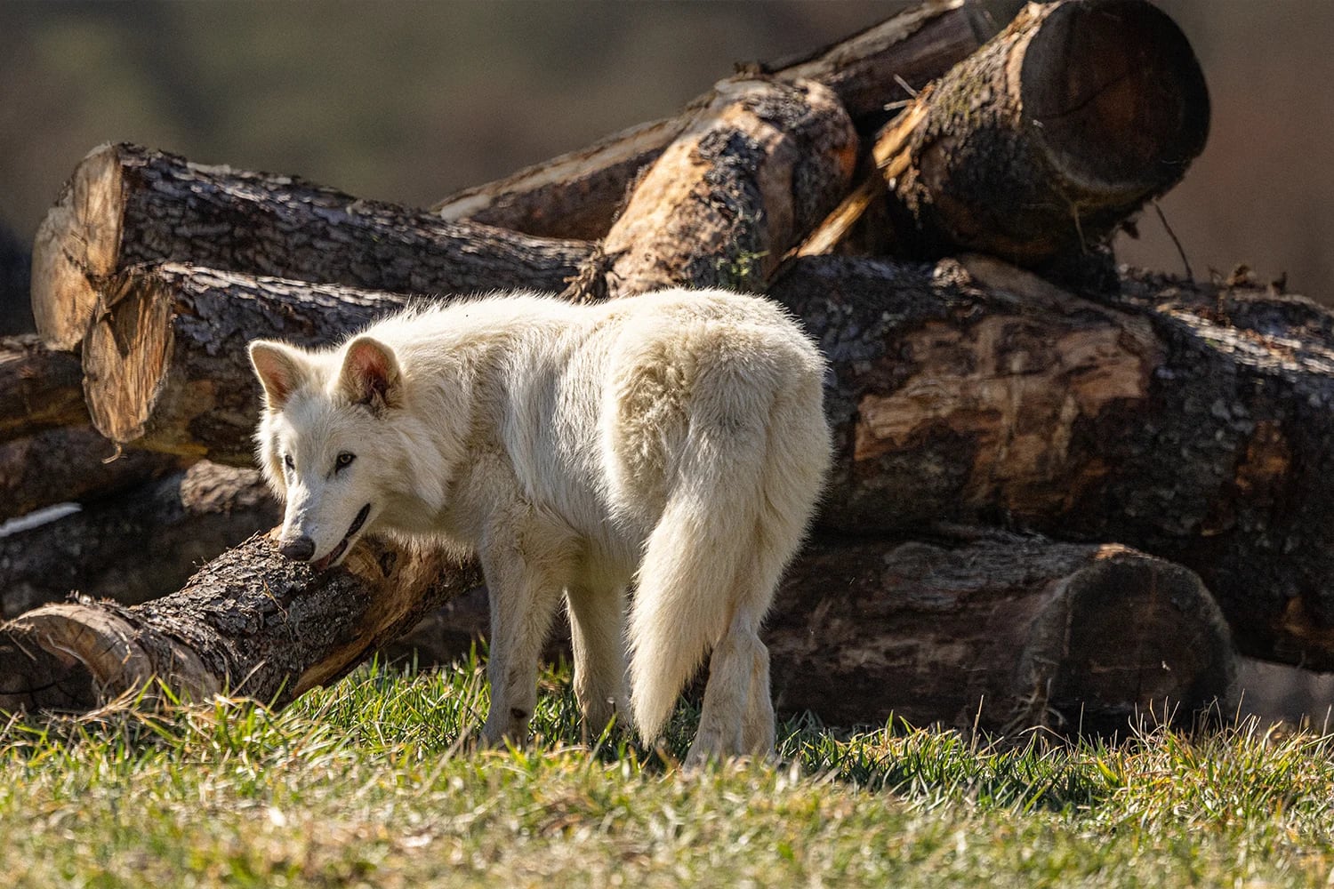 La empresa Colossal Biosciences crea tres ejemplares de lobo terrible, extinguido hace más de 12.000 años, marcando un antes y un después en la ciencia genética.