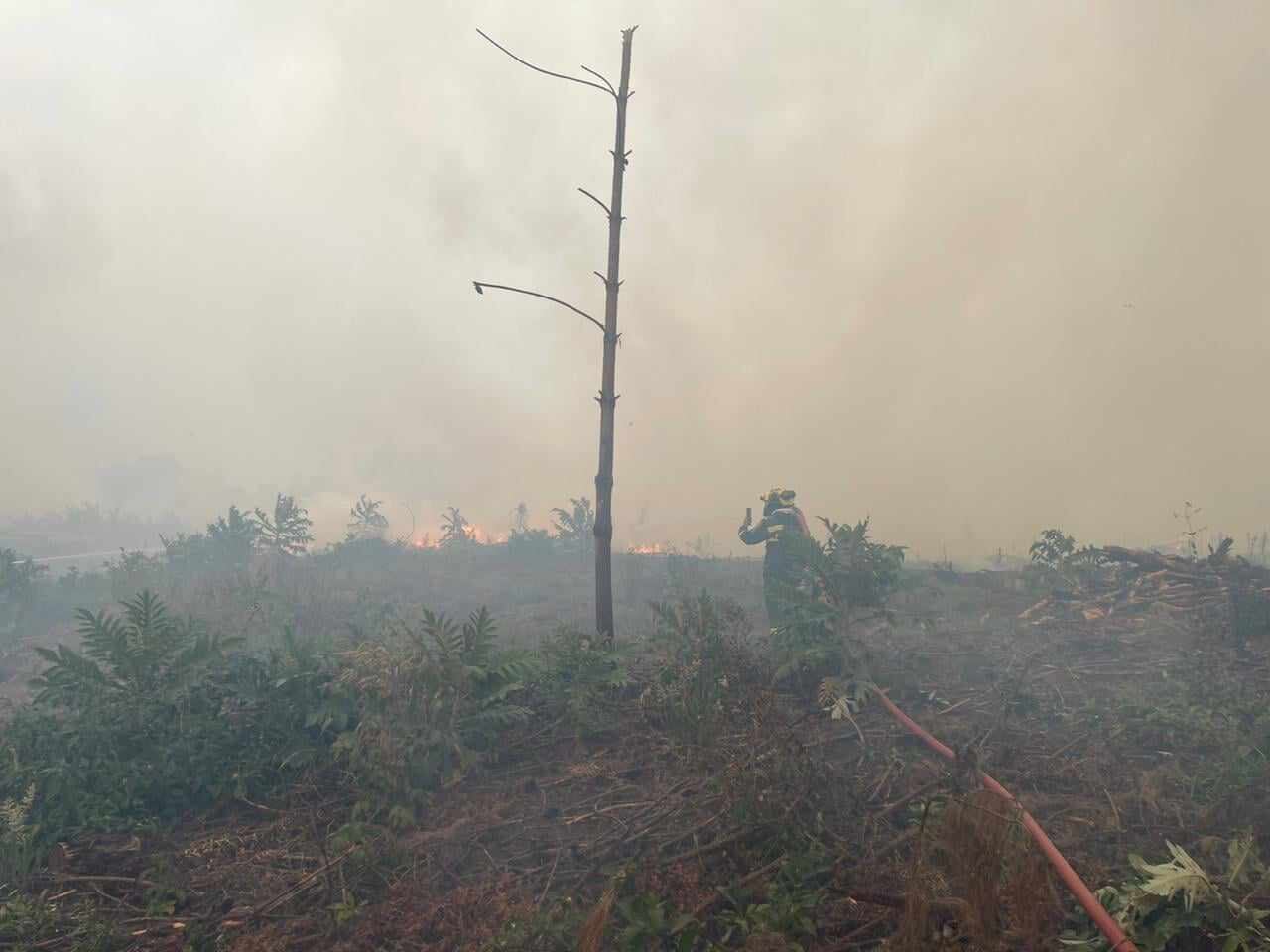 Así quedó la vegetación después de la voracidad del incendio
