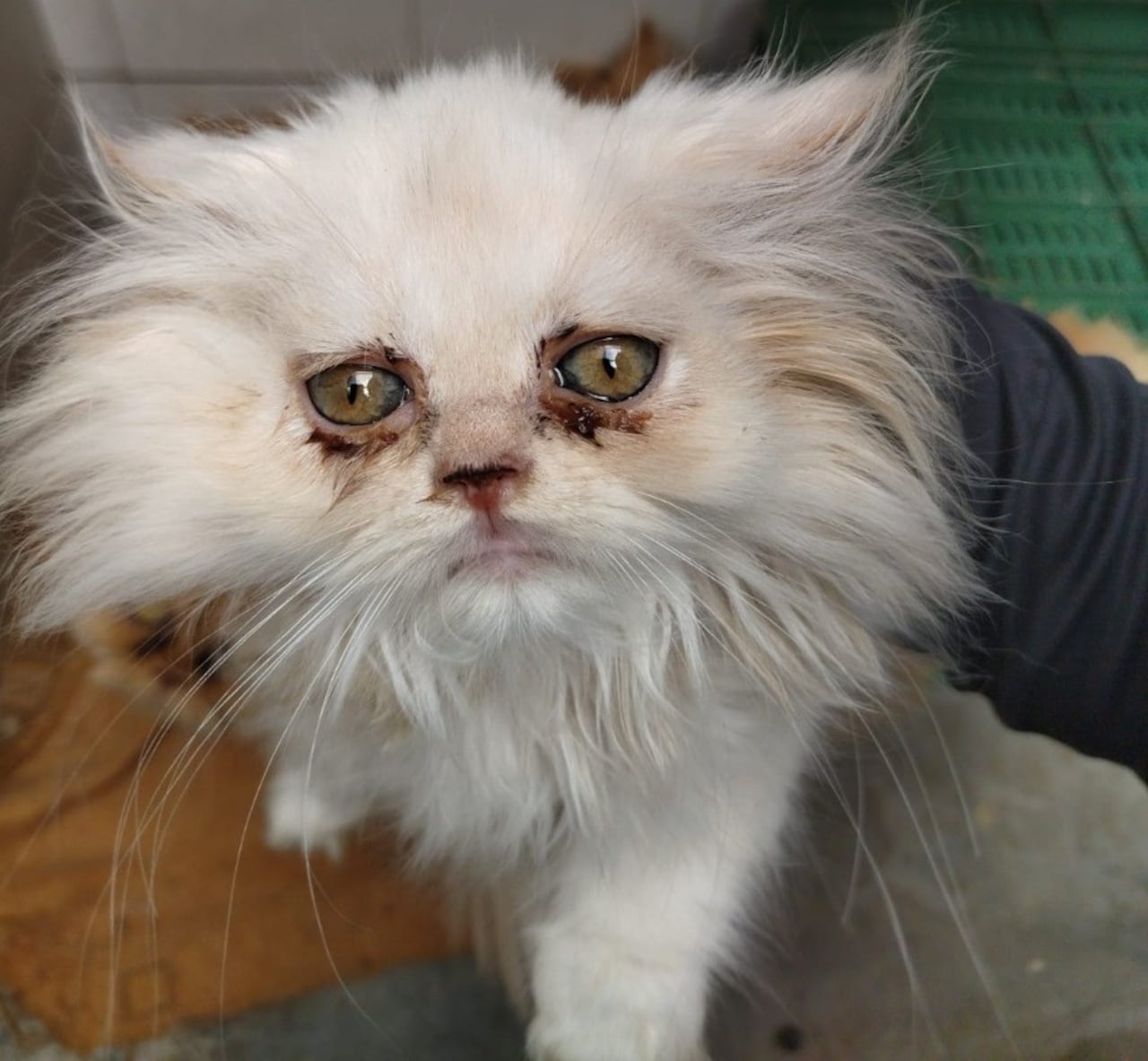 Los animales entraron en proceso de recuperación y adopción