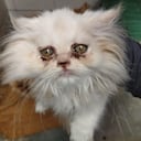 Fueron recuperados 34 animales entre perro y gatos