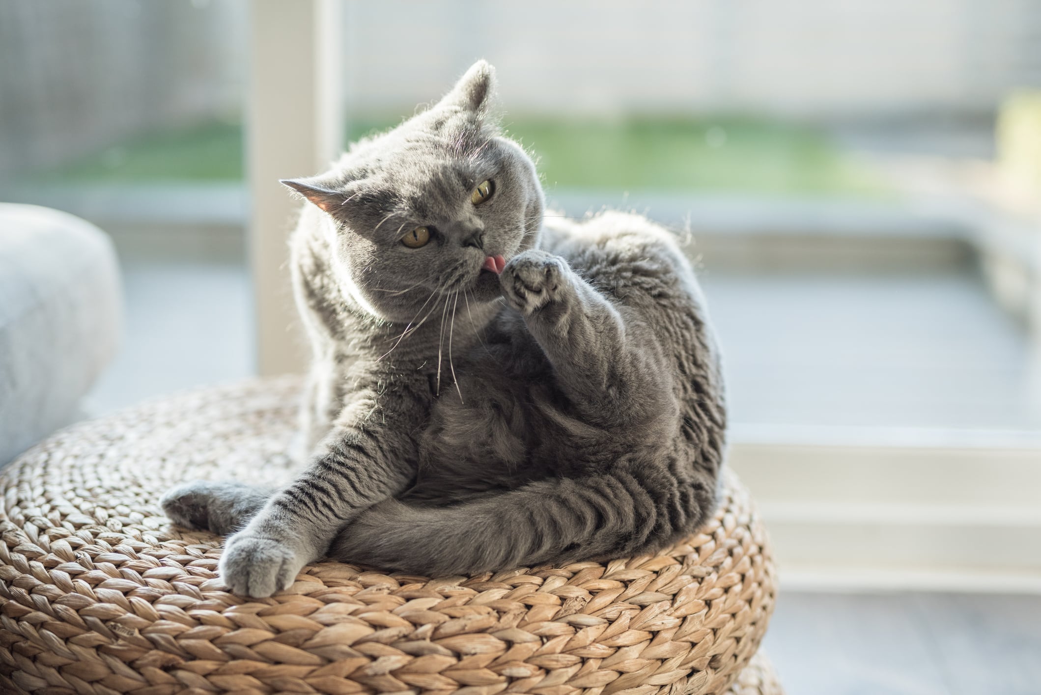 Gato