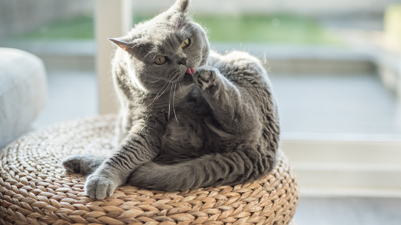 Cuando los gatos se lamen demasiado puede ser señal de estrés.