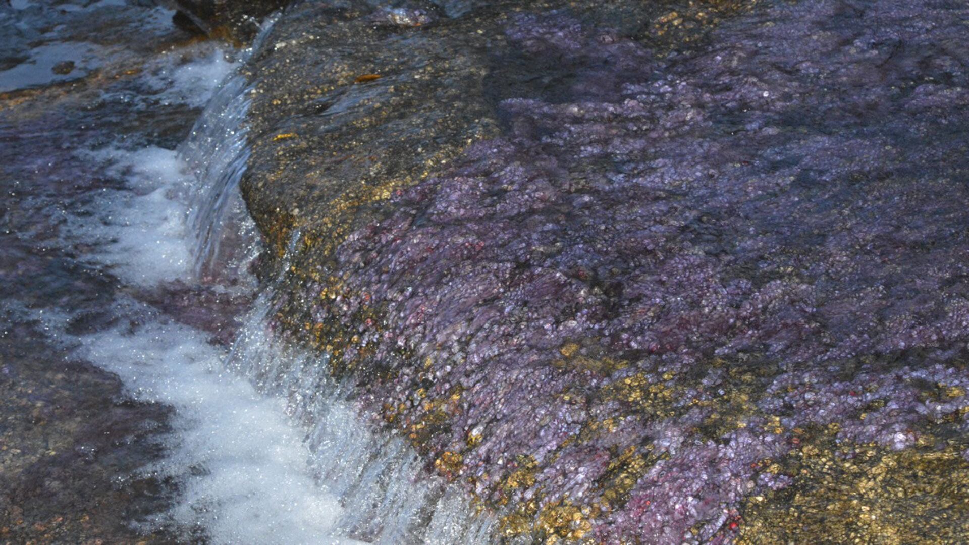 Caño Cristales