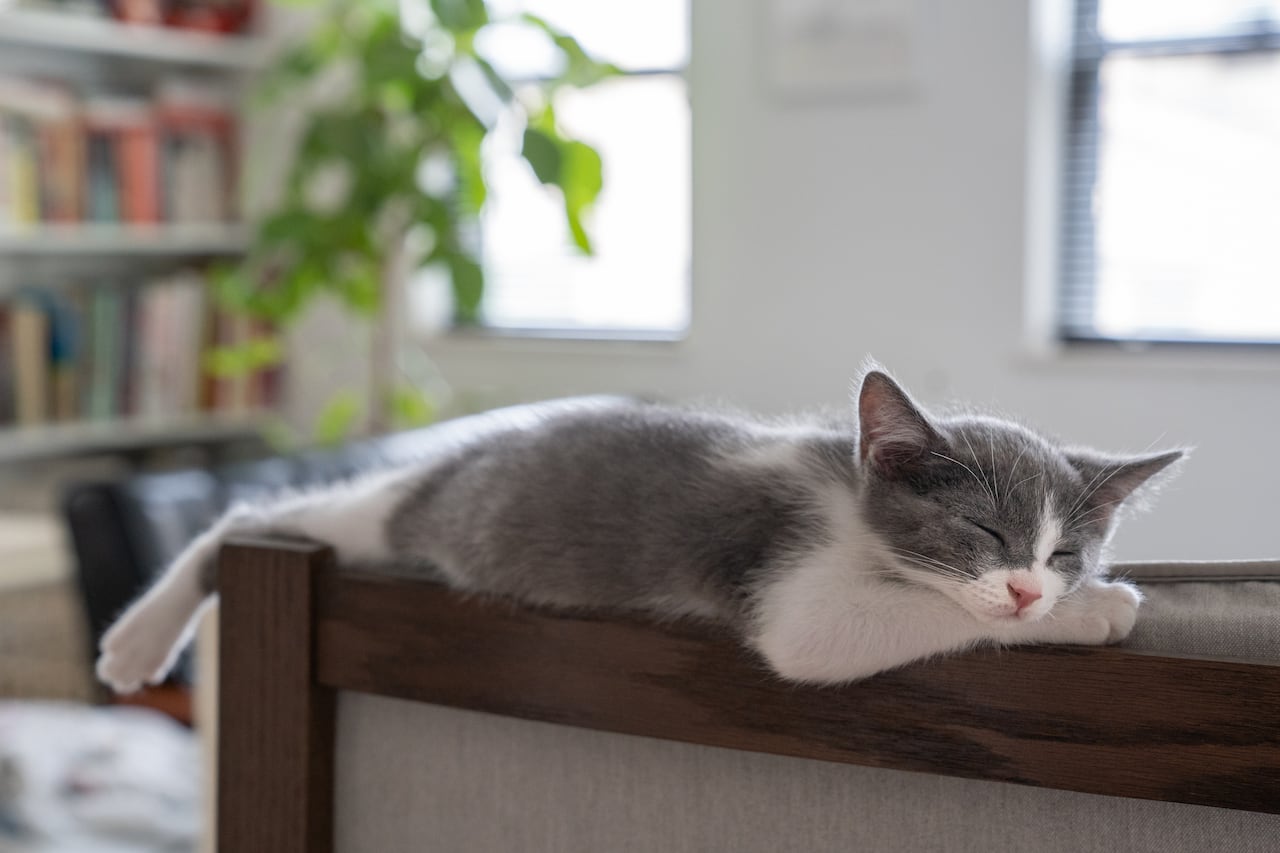 El lugar favorito para dormir de este gatito está en el respaldo de la silla de su dueño.