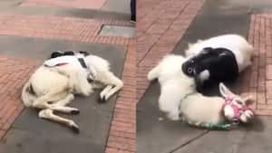 Esta práctica se volvió muy común en la ciudad de Bogotá.