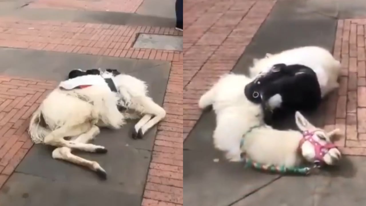 Esta práctica se volvió muy común en la ciudad de Bogotá.