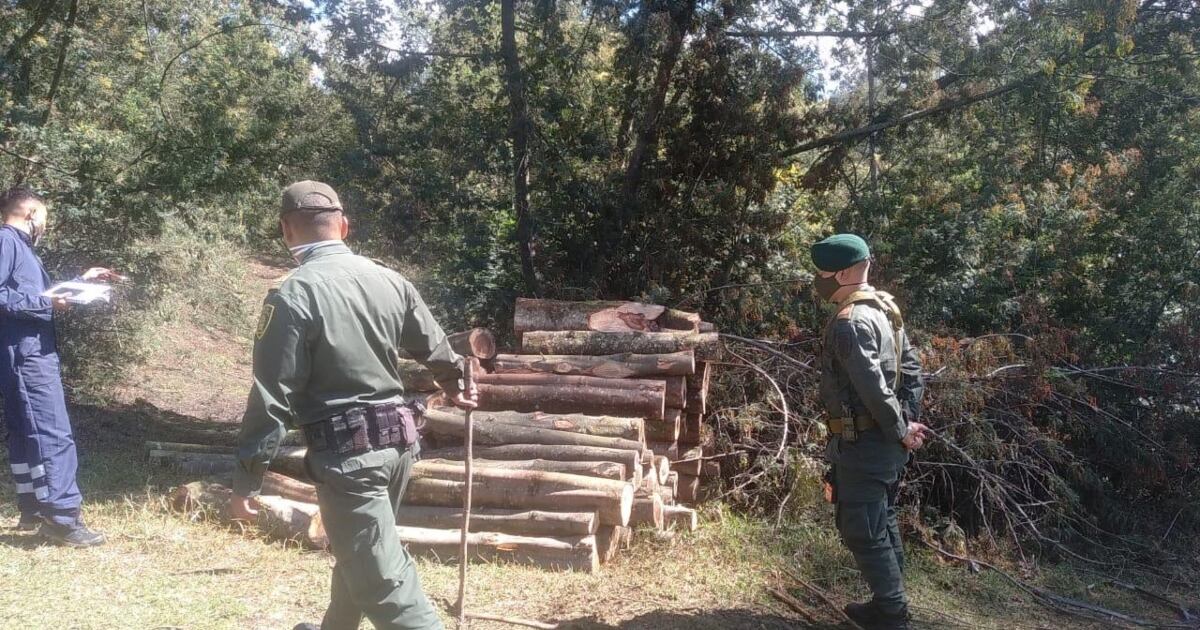 Tala ilegal de acacias negras en Facatativá registrada por la CAR