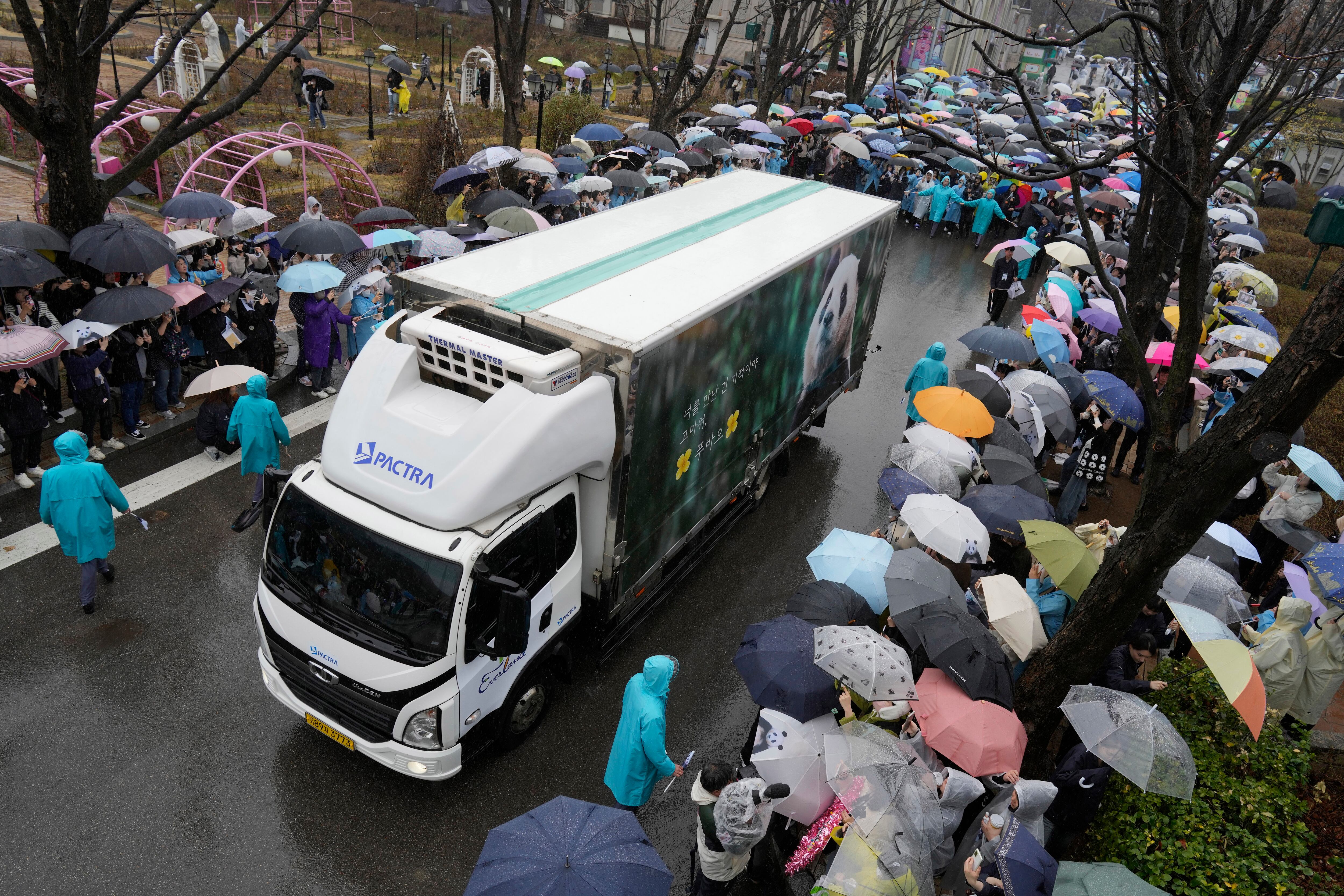 Un vehículo que transporta a Fu Bao, el primer panda gigante nacido en Corea del Sur, llega para una ceremonia de despedida antes de ser trasladado al aeropuerto de China en el parque de atracciones Everland en Yongin, Corea del Sur, el miércoles 3 de abril de 2024