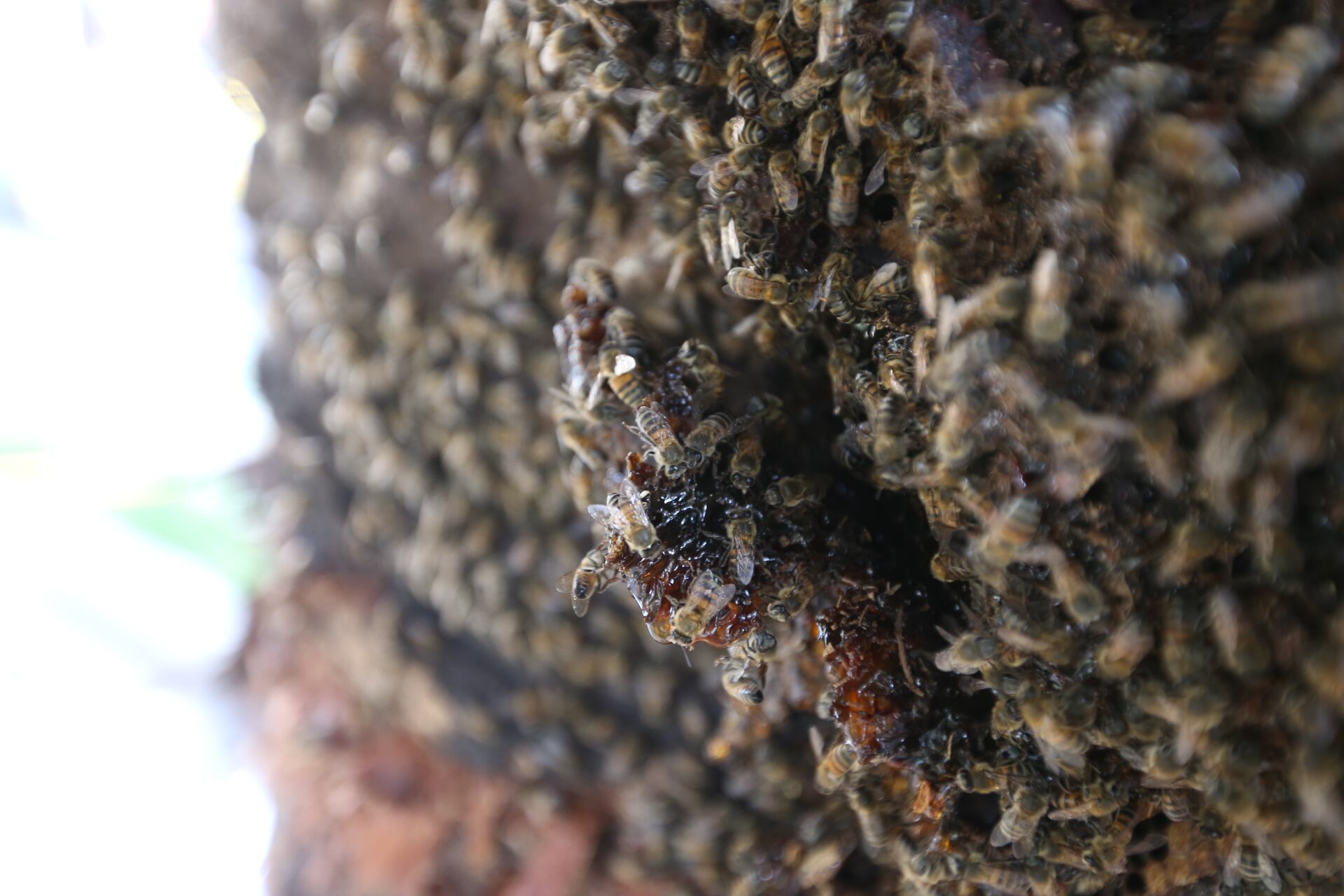 Abejas en Medellín.