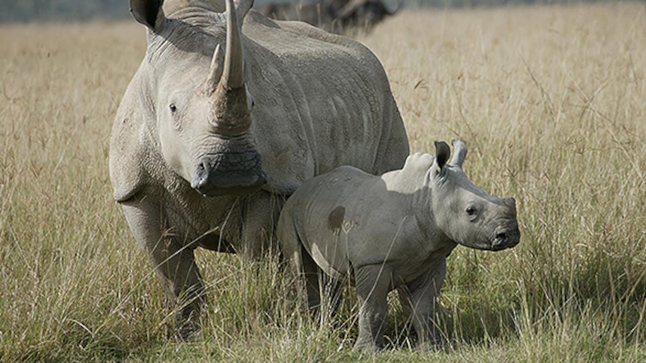 El hombre es el principal depredador del rinoceronte blanco.